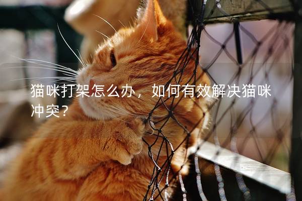 猫咪打架怎么办，如何有效解决猫咪冲突？