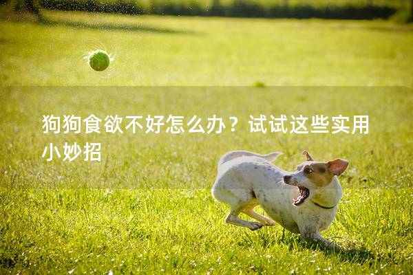 狗狗食欲不好怎么办？试试这些实用小妙招