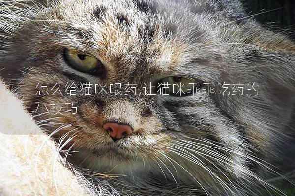 怎么给猫咪喂药,让猫咪乖乖吃药的小技巧