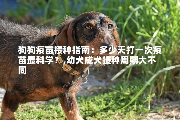 狗狗疫苗接种指南：多少天打一次疫苗最科学？,幼犬成犬接种周期大不同