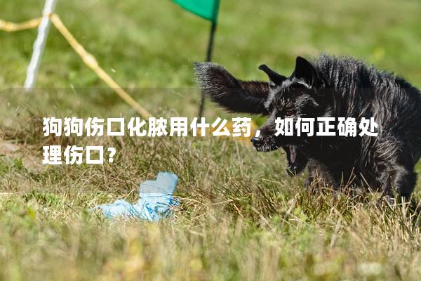 狗狗伤口化脓用什么药，如何正确处理伤口？