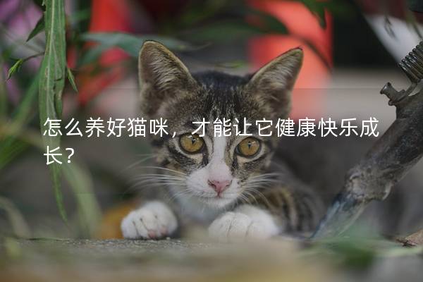 怎么养好猫咪，才能让它健康快乐成长？