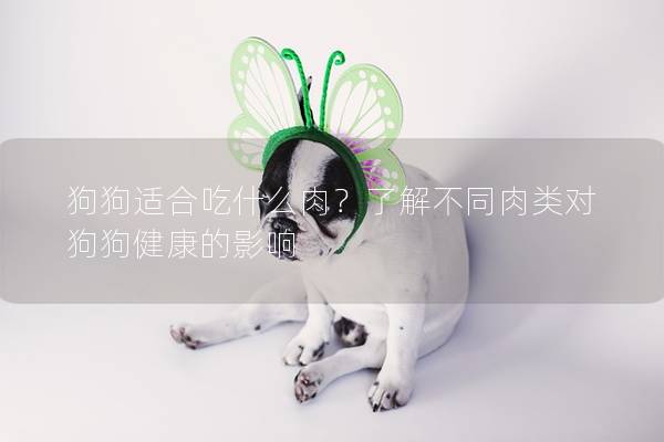 狗狗适合吃什么肉？了解不同肉类对狗狗健康的影响
