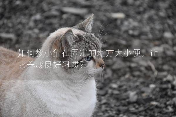 如何教小猫在固定的地方大小便，让它养成良好习惯？