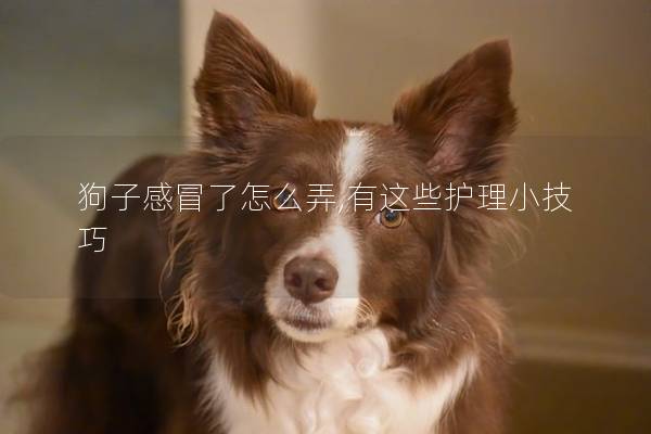 狗子感冒了怎么弄,有这些护理小技巧