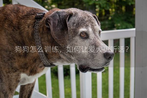 狗狗怎么训练，如何让爱犬更听话？