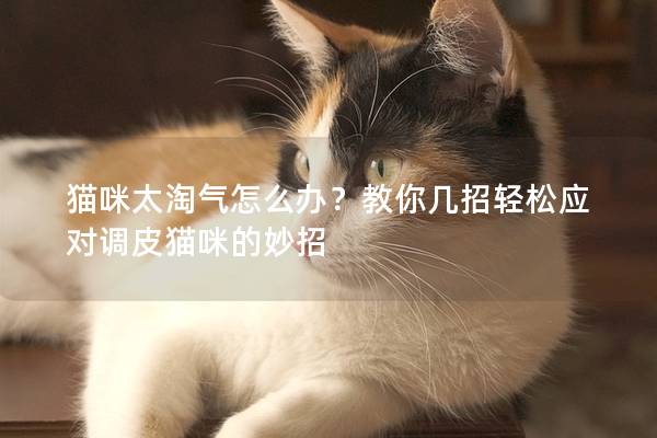 猫咪太淘气怎么办？教你几招轻松应对调皮猫咪的妙招