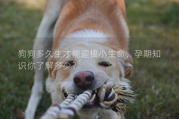 狗狗多久生才能迎接小生命，孕期知识你了解多少？