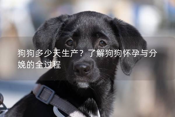 狗狗多少天生产？了解狗狗怀孕与分娩的全过程