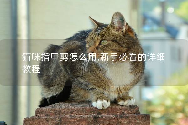 猫咪指甲剪怎么用,新手必看的详细教程
