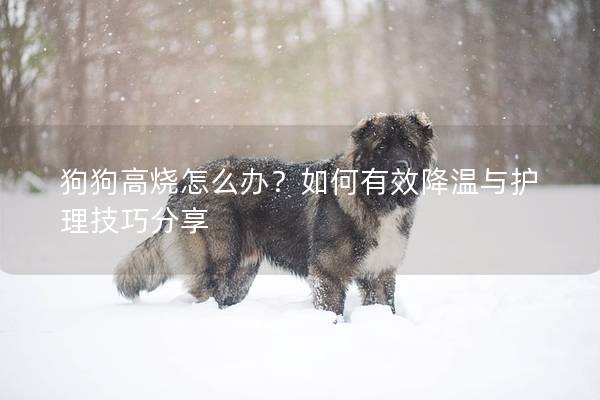 狗狗高烧怎么办？如何有效降温与护理技巧分享