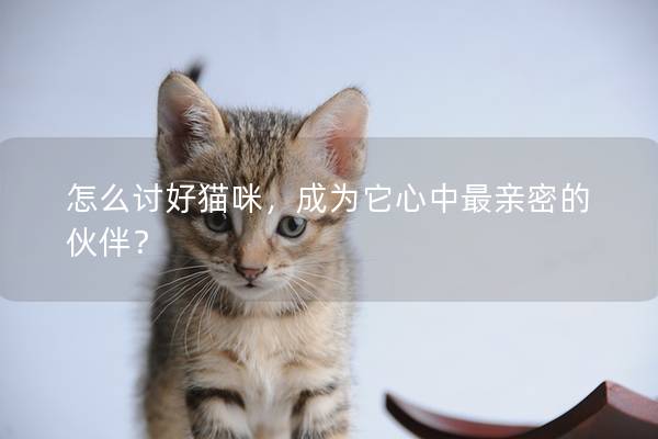 怎么讨好猫咪，成为它心中最亲密的伙伴？