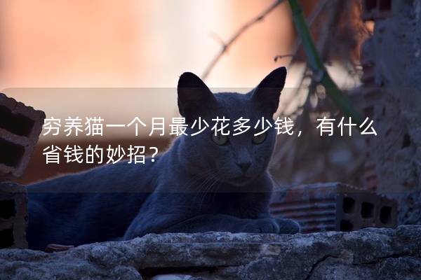 穷养猫一个月最少花多少钱，有什么省钱的妙招？