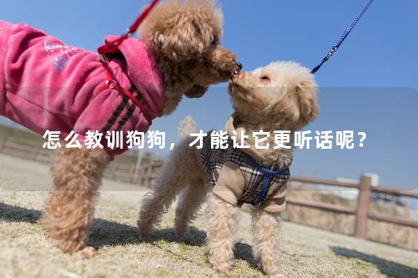 怎么教训狗狗，才能让它更听话呢？