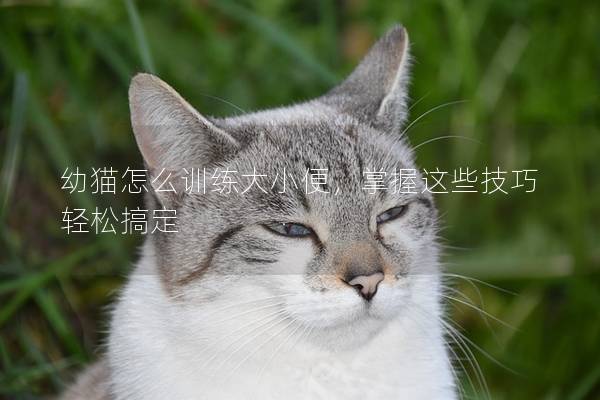 幼猫怎么训练大小便，掌握这些技巧轻松搞定