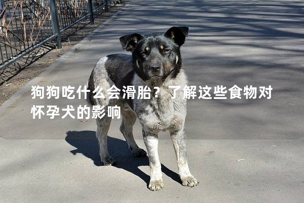 狗狗吃什么会滑胎？了解这些食物对怀孕犬的影响