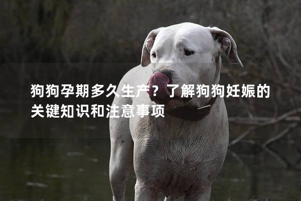 狗狗孕期多久生产？了解狗狗妊娠的关键知识和注意事项