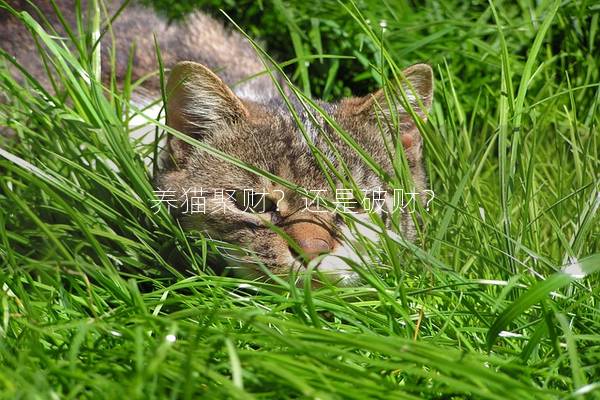 养猫聚财？还是破财？
