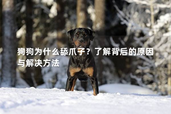 狗狗为什么舔爪子？了解背后的原因与解决方法
