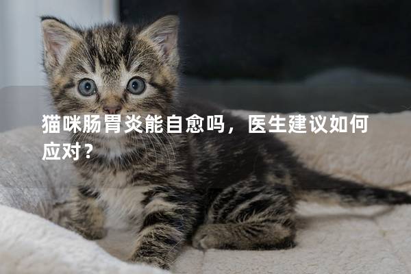 猫咪肠胃炎能自愈吗，医生建议如何应对？