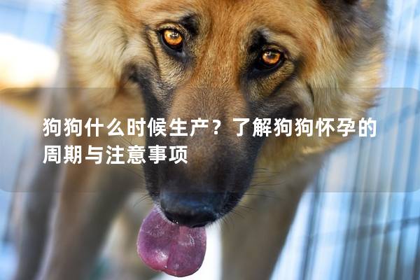 狗狗什么时候生产？了解狗狗怀孕的周期与注意事项
