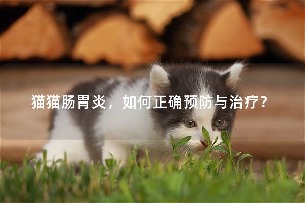 猫猫肠胃炎，如何正确预防与治疗？
