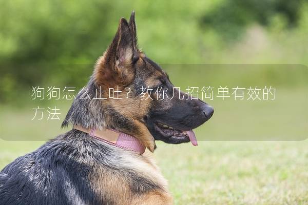 狗狗怎么止吐？教你几招简单有效的方法