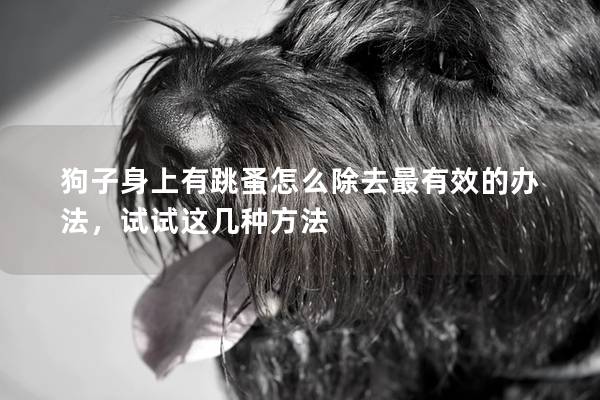 狗子身上有跳蚤怎么除去最有效的办法，试试这几种方法