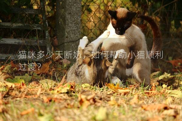 猫咪多少天断奶，如何帮助小猫顺利过渡？