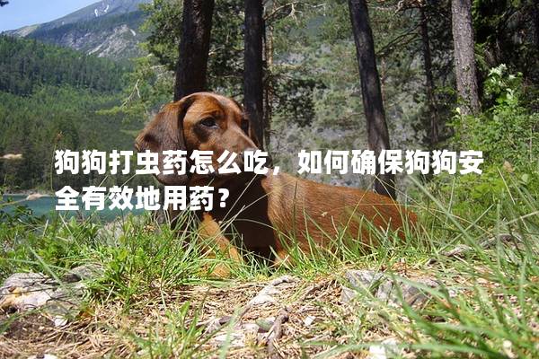 狗狗打虫药怎么吃，如何确保狗狗安全有效地用药？