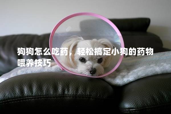 狗狗怎么吃药，轻松搞定小狗的药物喂养技巧