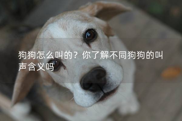 狗狗怎么叫的？你了解不同狗狗的叫声含义吗