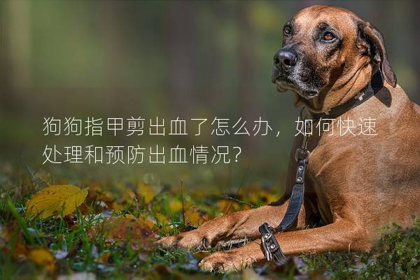 狗狗指甲剪出血了怎么办，如何快速处理和预防出血情况？