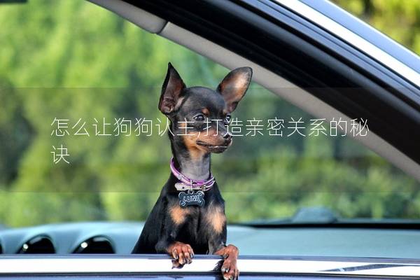 怎么让狗狗认主,打造亲密关系的秘诀