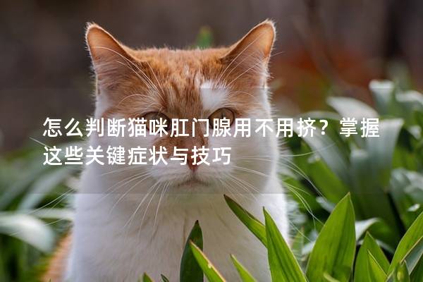 怎么判断猫咪肛门腺用不用挤？掌握这些关键症状与技巧