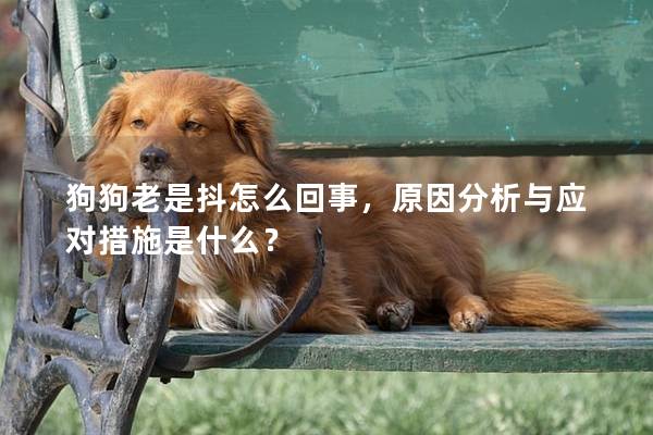 狗狗老是抖怎么回事，原因分析与应对措施是什么？