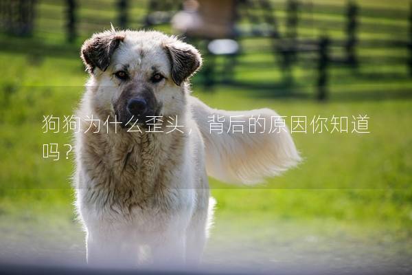 狗狗为什么歪头，背后的原因你知道吗？