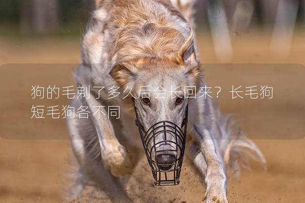 狗的毛剃了多久后会长回来？长毛狗短毛狗各不同