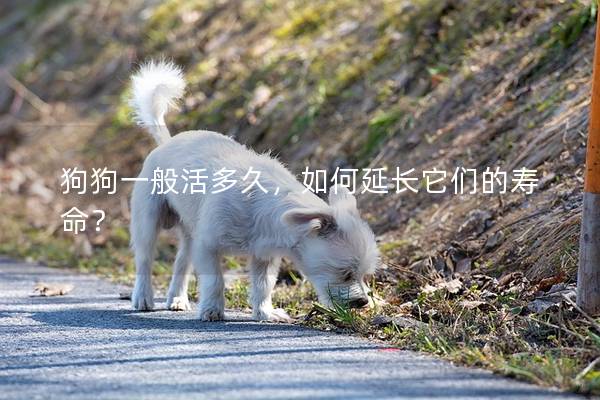 狗狗一般活多久，如何延长它们的寿命？