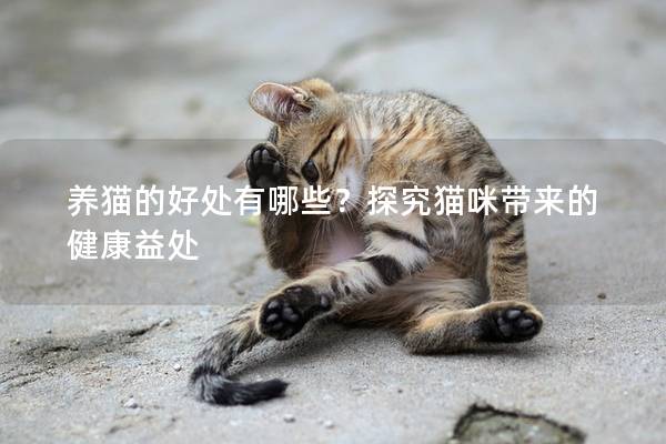养猫的好处有哪些？探究猫咪带来的健康益处