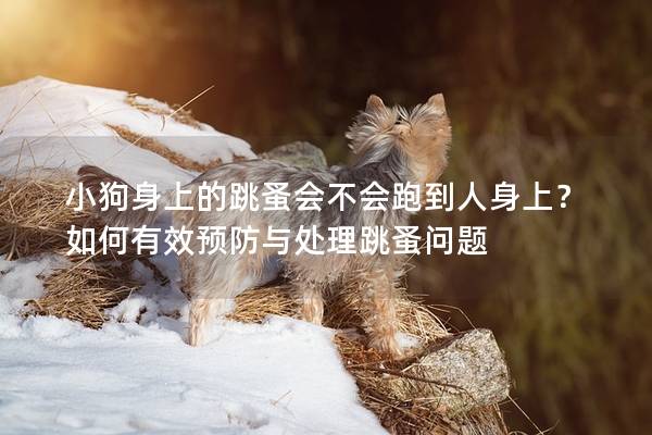 小狗身上的跳蚤会不会跑到人身上？如何有效预防与处理跳蚤问题