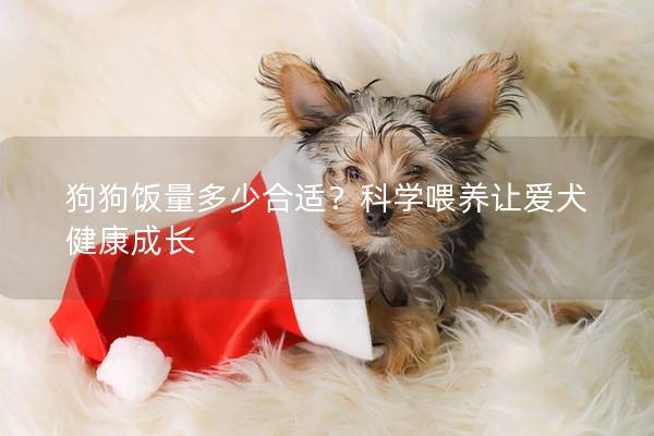 狗狗饭量多少合适？科学喂养让爱犬健康成长