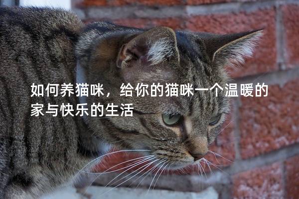 如何养猫咪，给你的猫咪一个温暖的家与快乐的生活
