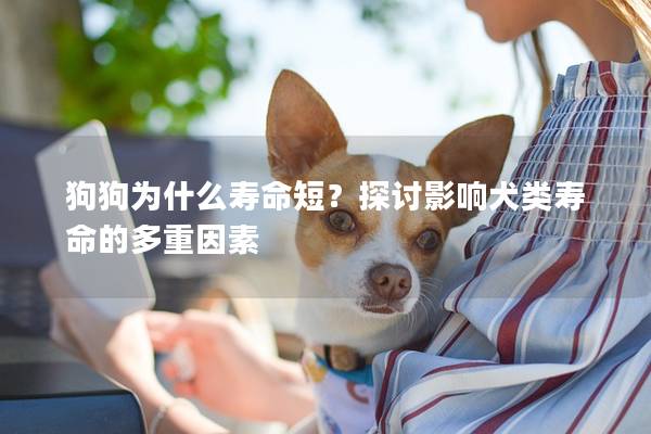 狗狗为什么寿命短？探讨影响犬类寿命的多重因素