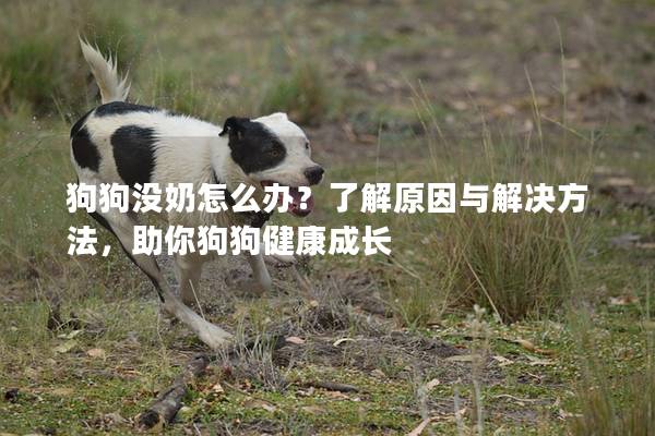 狗狗没奶怎么办？了解原因与解决方法，助你狗狗健康成长