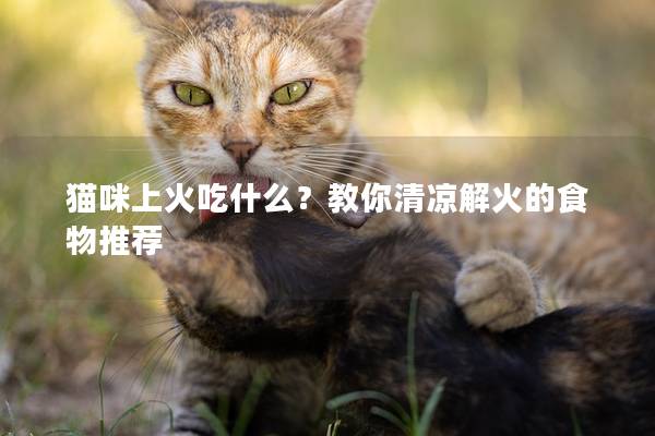 猫咪上火吃什么？教你清凉解火的食物推荐