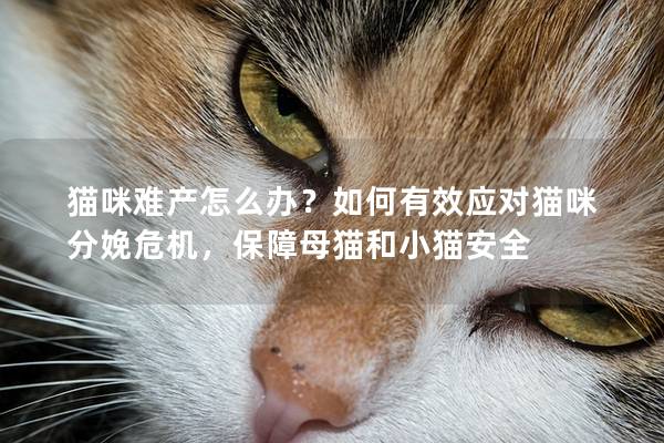 猫咪难产怎么办？如何有效应对猫咪分娩危机，保障母猫和小猫安全