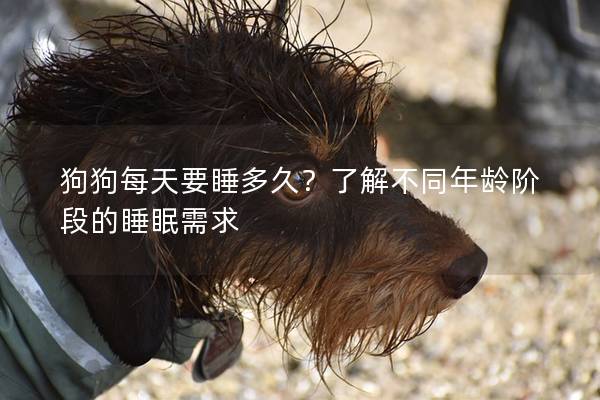 狗狗每天要睡多久？了解不同年龄阶段的睡眠需求