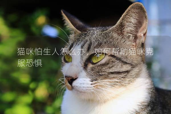 猫咪怕生人怎么办，如何帮助猫咪克服恐惧