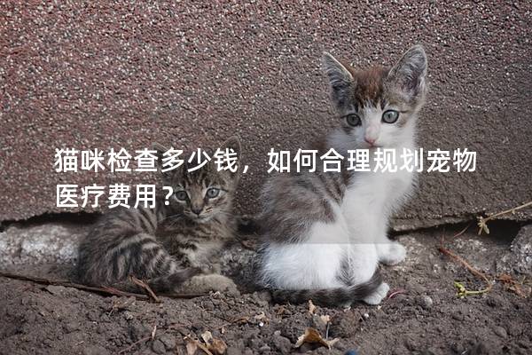 猫咪检查多少钱，如何合理规划宠物医疗费用？
